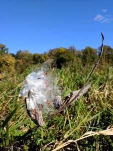 Common Milkweed Seeds photo