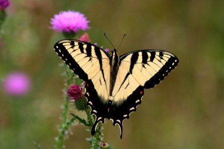 Tiger swallowtail photo