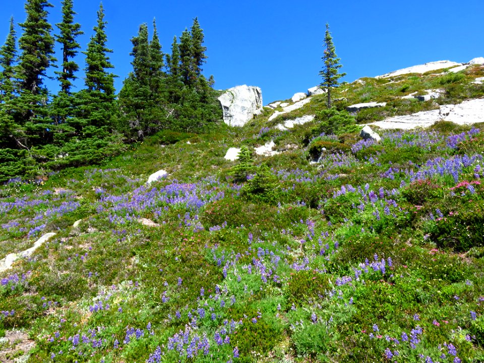 Hidden Lake Trail at North Cascades NP in WA