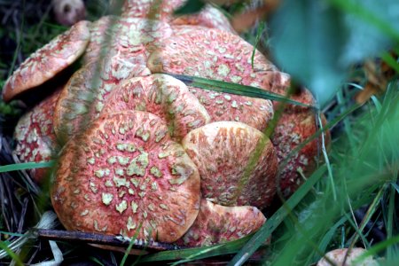 Mushroom cluster