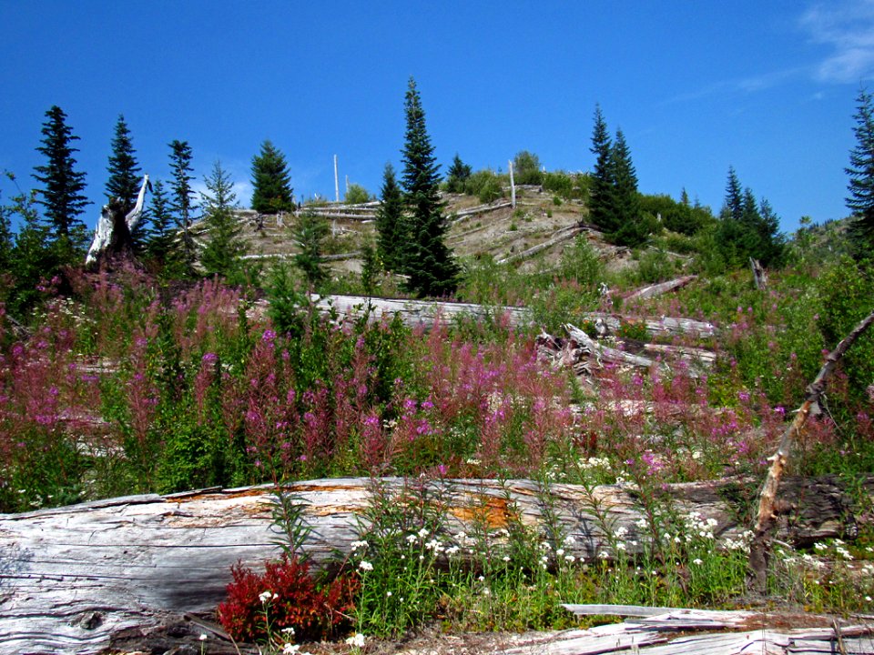 Mt. Margaret Backcountry in WA