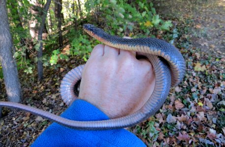 Copperbelly Watersnake