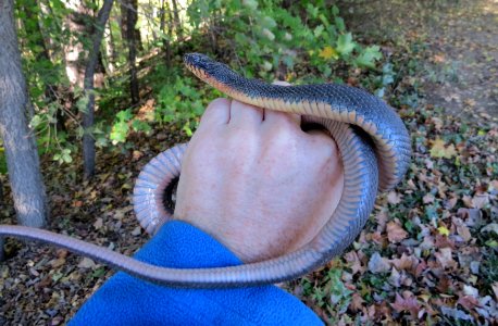 Copperbelly Watersnake photo