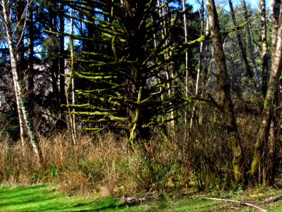 Forest at God's Thumb Hike in OR