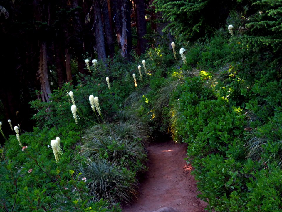 Bear Grass at Mt. Rainier NP in WA