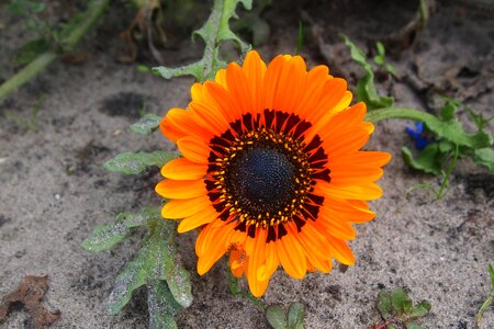Garden summer gerbera