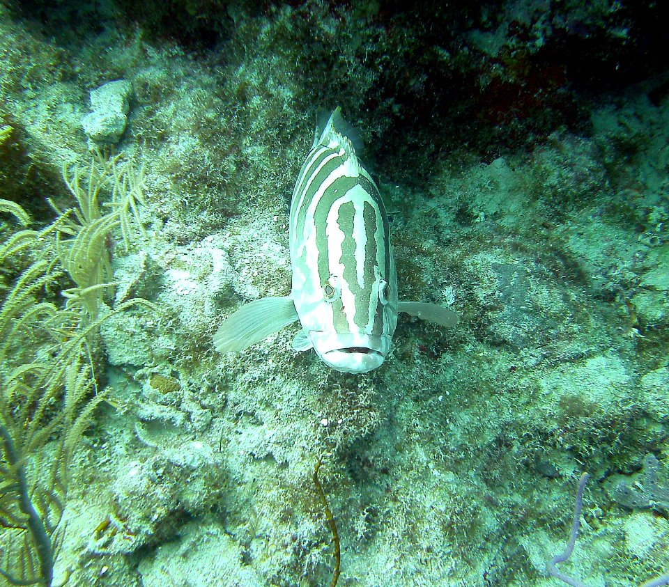 Nassau Grouper French's Reef Key Largo