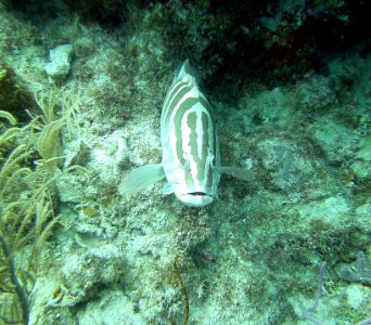 Nassau Grouper French's Reef Key Largo photo