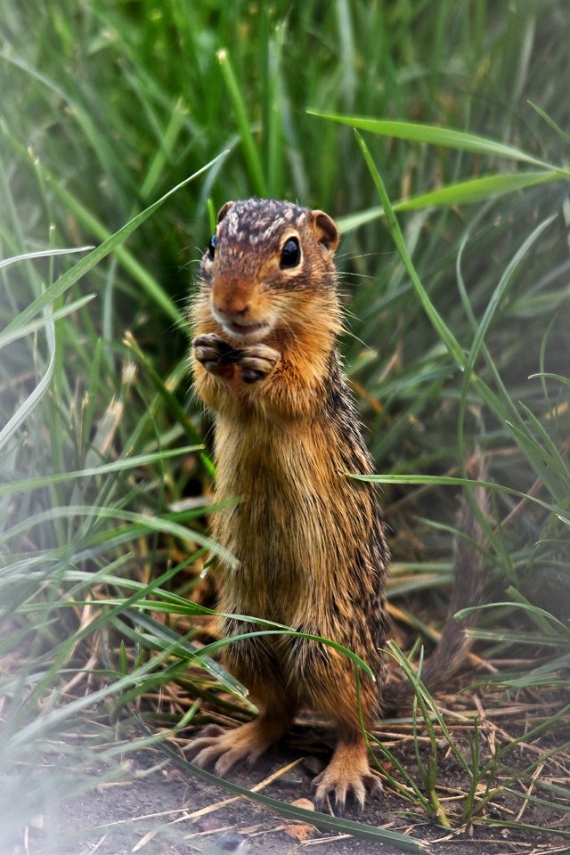 Thirteen-lined ground squirrel photo