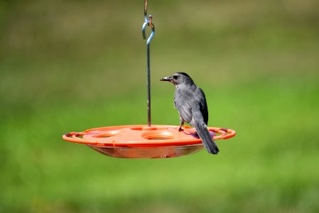 Gray catbird photo