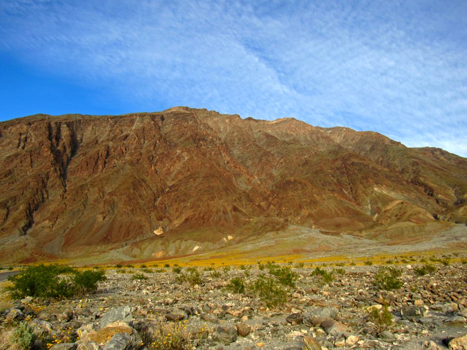 Wildflower Super Bloom at Death Valley NP in CA photo