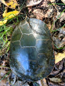 Painted Turtle With Shell Repairs photo
