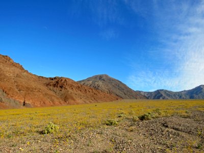 Wildflower Super Bloom at Death Valley NP in CA photo