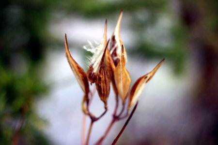 Milkweed Seed photo