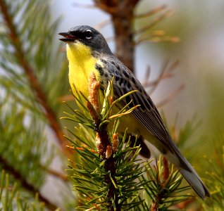 Kirtlands Warbler By Vince Cavalieri USFWS photo