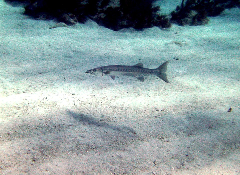 Barracuda Key Largo Molassas Reef