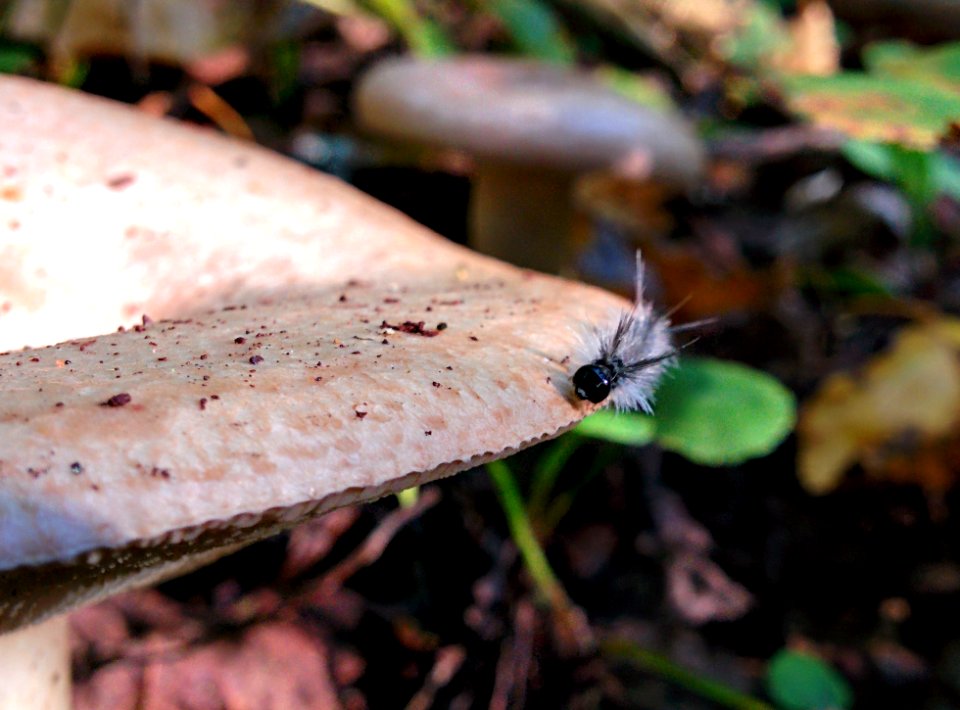 Banded tussock moth caterpillar