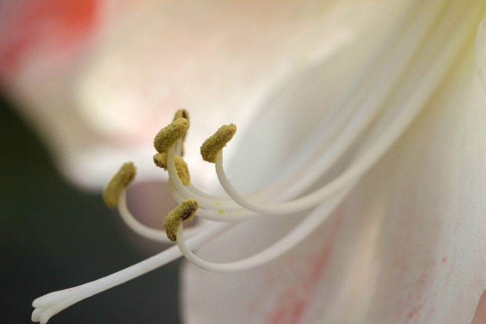 White flower nature