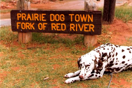 Yeah A Dog (Texas 1987)