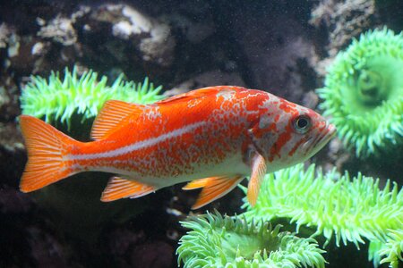 Nature aquarium rockfish
