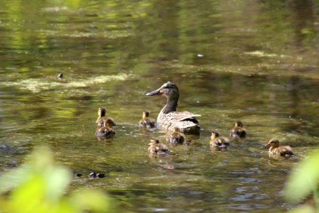 Female Mallard with Ducklings photo