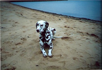 On the Beach (1986)