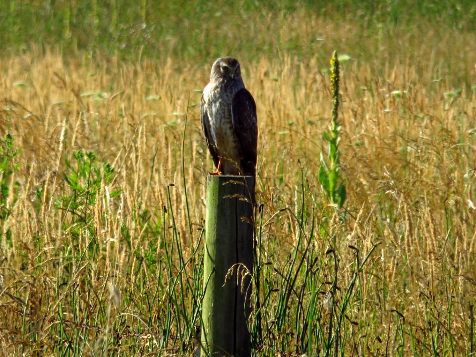 Northern Harrier at Steigerwald Lake NWR in WA