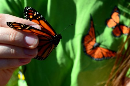 Tagging Monarch Butterflies photo