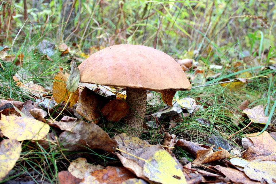 Fall Fungi