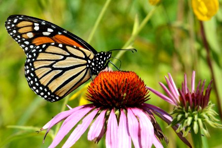 Monarch purple coneflower