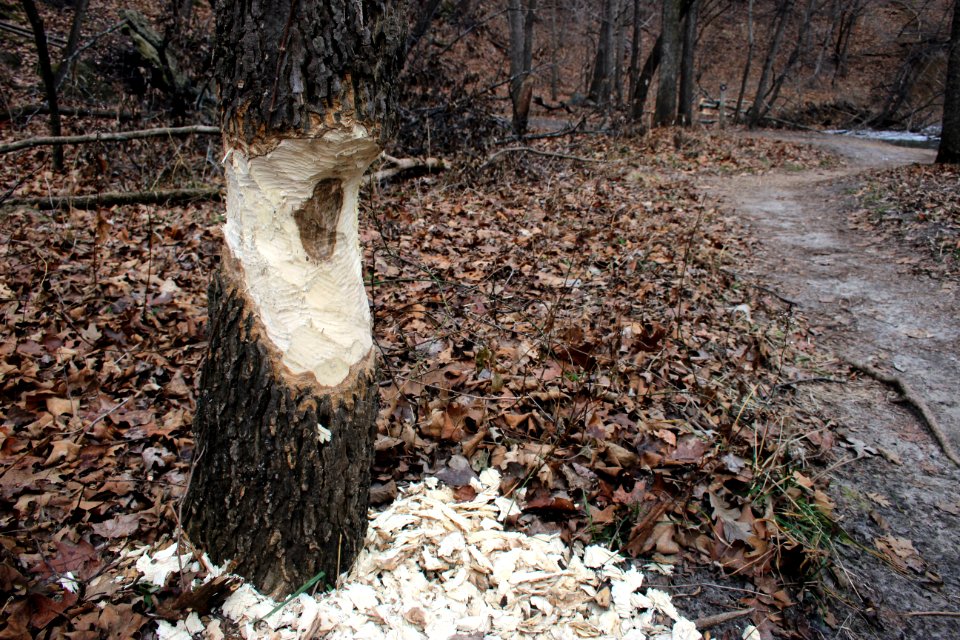 Beaver Activity
