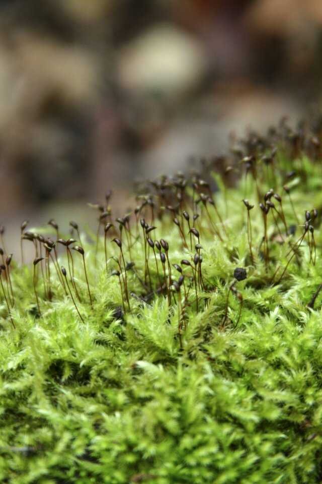 Vegetation fluffy forest