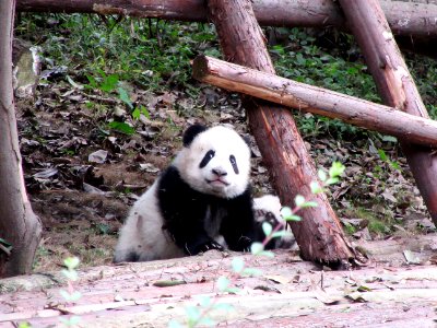 Baby panda climbing on to platform Giant Panda Breeding Center Chengdu China