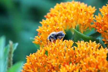 Bee on Butterfly Milkweed photo