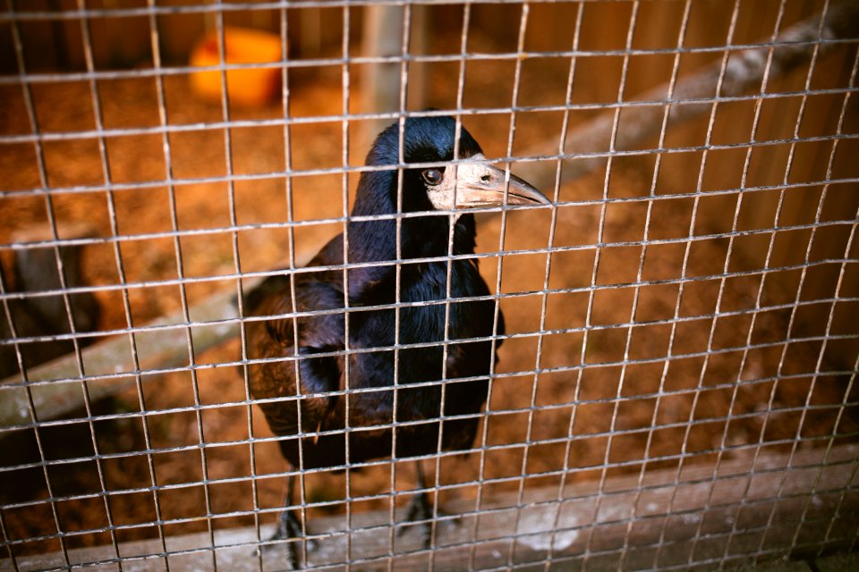 Willowbank Wildlife Reserve