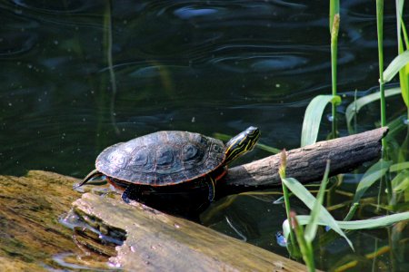 Western Painted Turtle photo