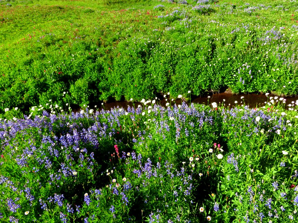 Wildflowers at Mt. Rainier NP in WA