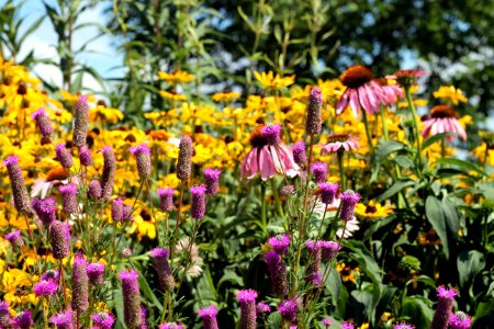 Pollinator Garden