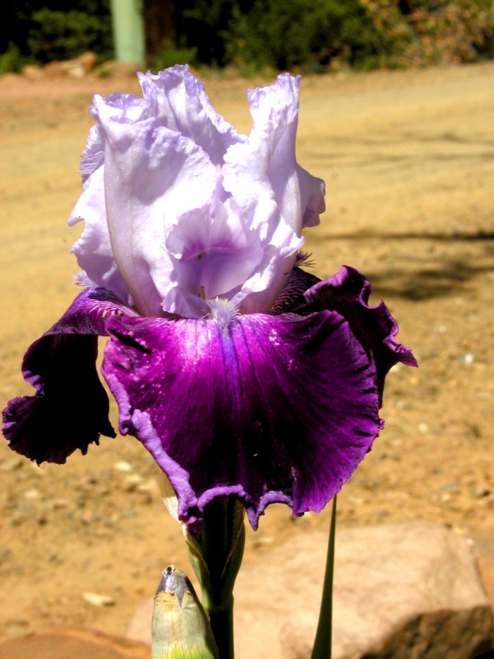 More Irises from Strawberry