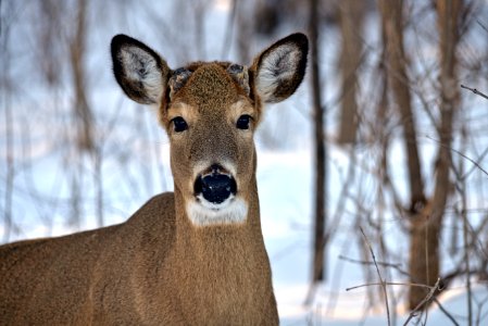 White-tailed deer buck photo