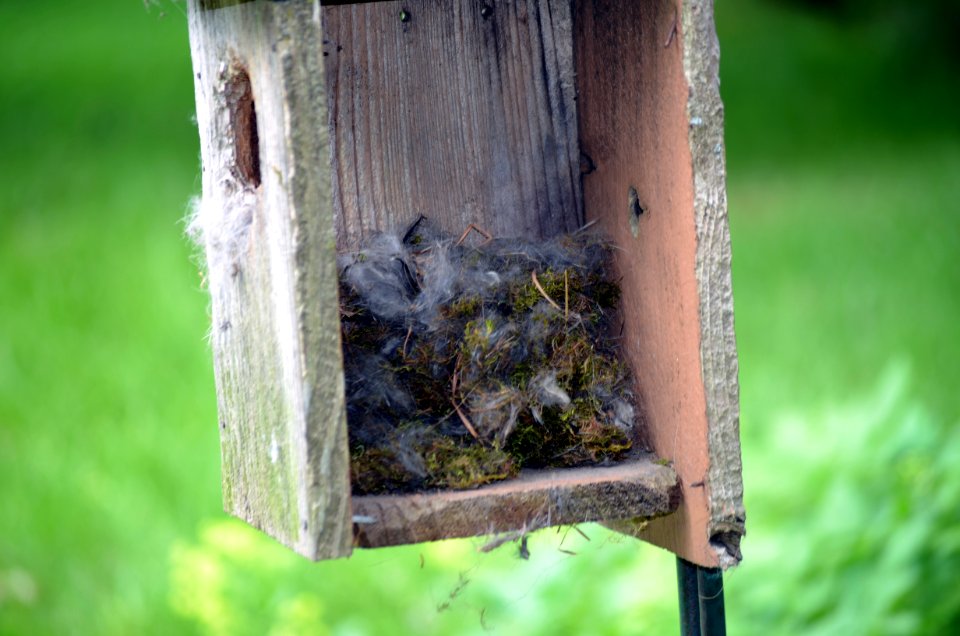 Eastern common bumble bees nesting in a bird box