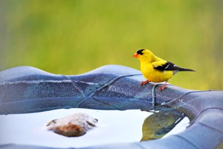 American Goldfinch photo