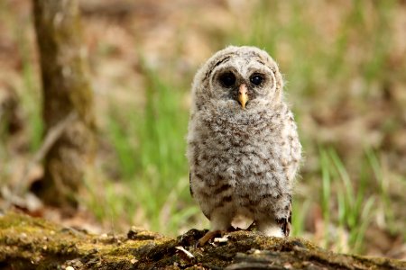 Barred owl fledgling photo