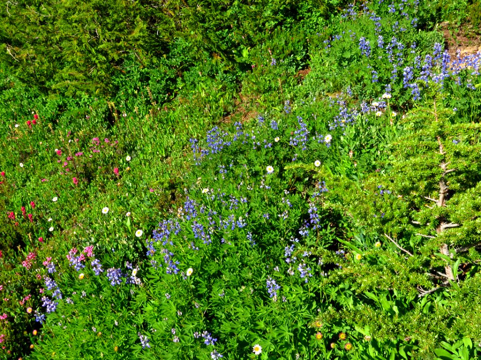 Wildflowers at Mt. Rainier NP in WA