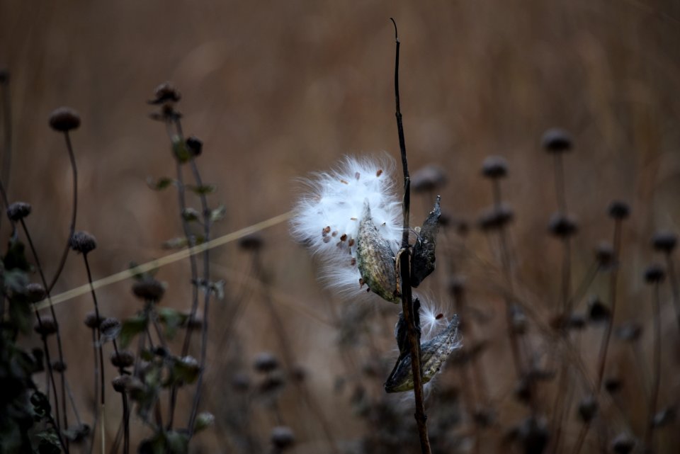Common milkweed seeds at Crane Meadows National Wildlife Refuge