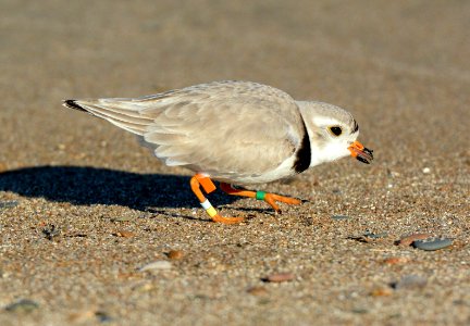 Endangered Piping Plover photo
