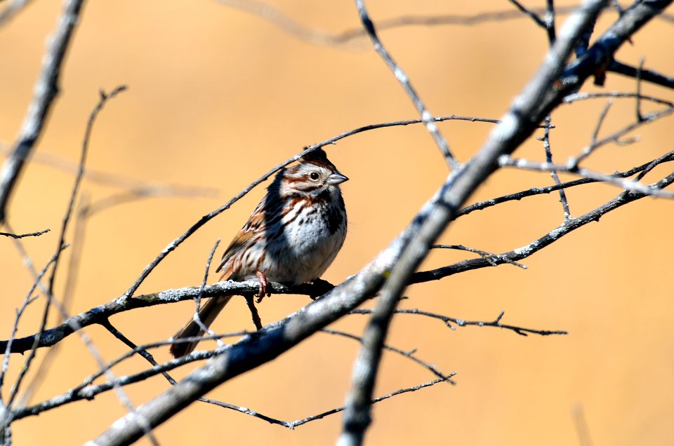 Song Sparrow photo