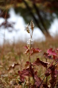 Common milkweed seeds at Crane Meadows National Wildlife Refuge