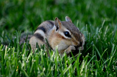 Eastern chipmunk photo