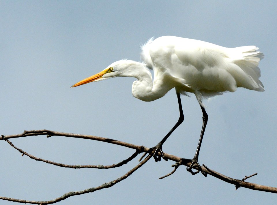 Great Egret Shiawassee National Wildlife Refuge